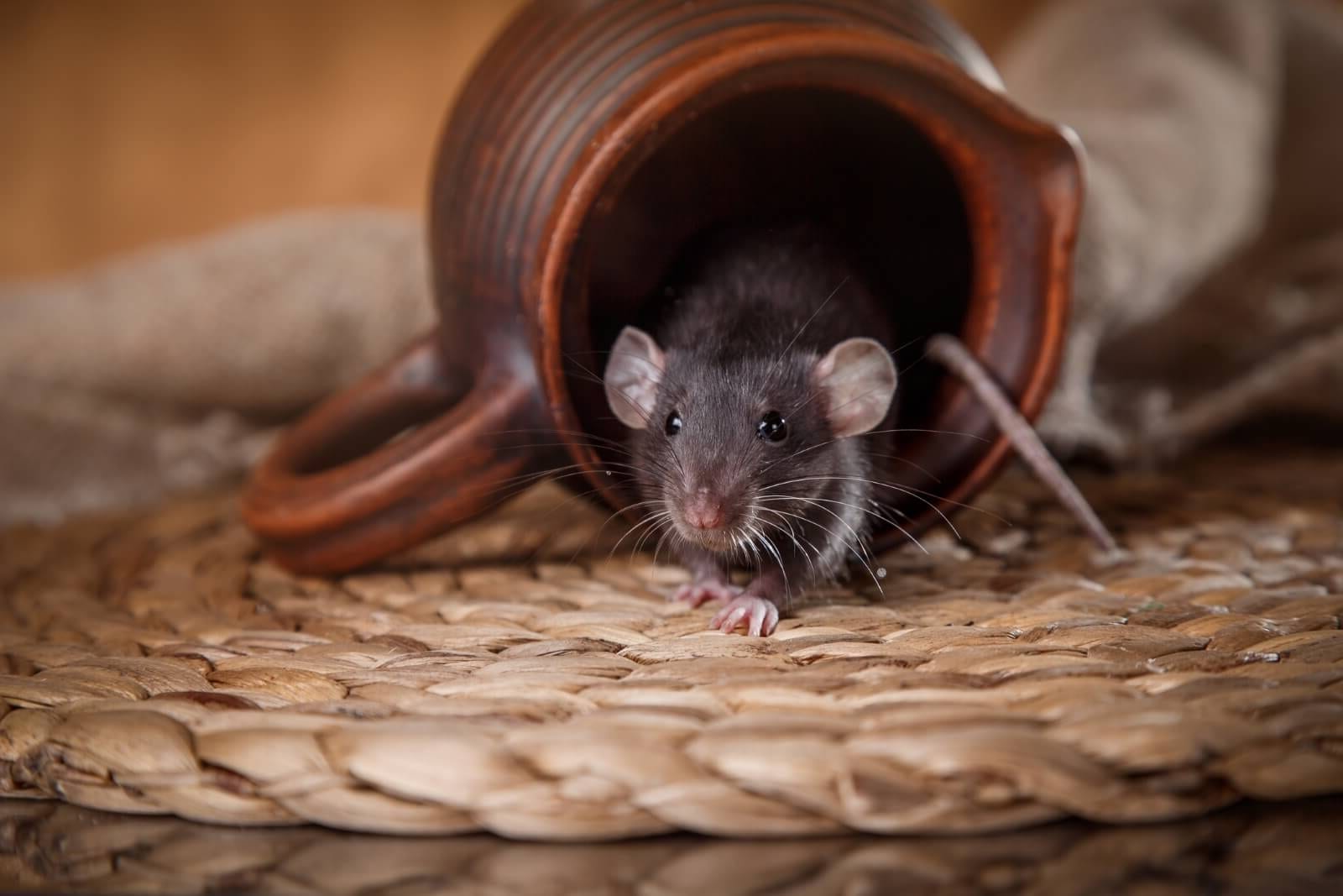 How Rodents Can Damage Your Home