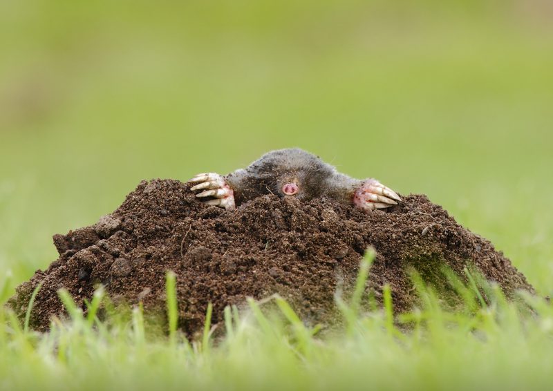 Signs of a Mole Infestation